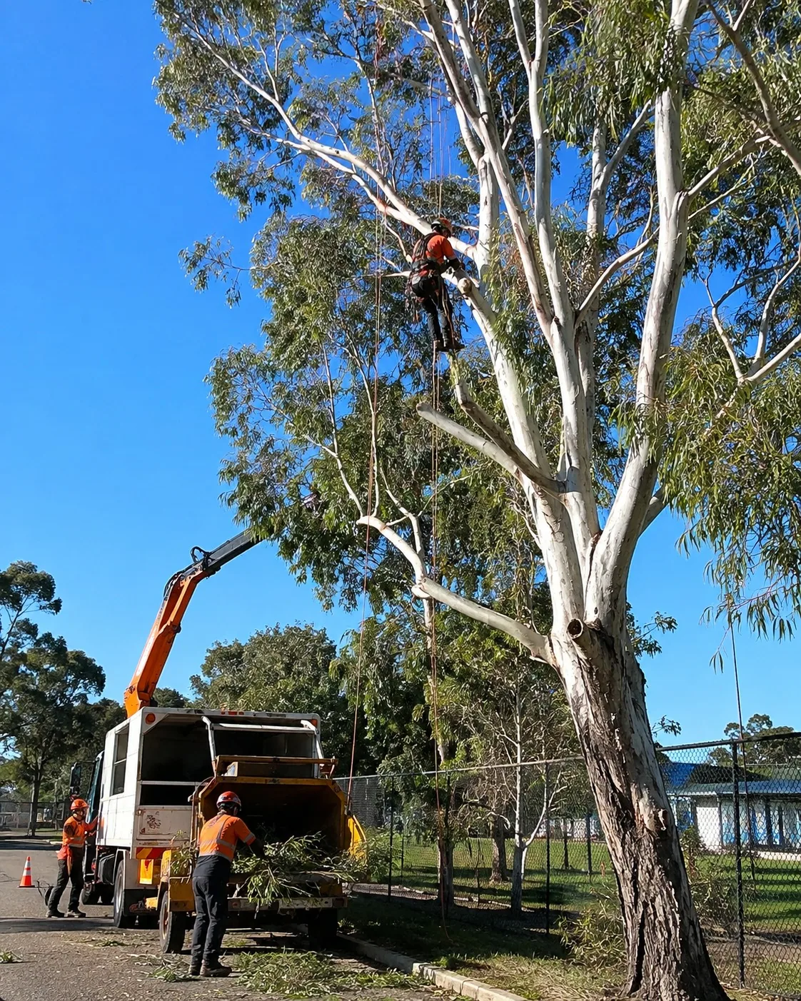 Emergency Tree Care in Rotorua, New Zealand