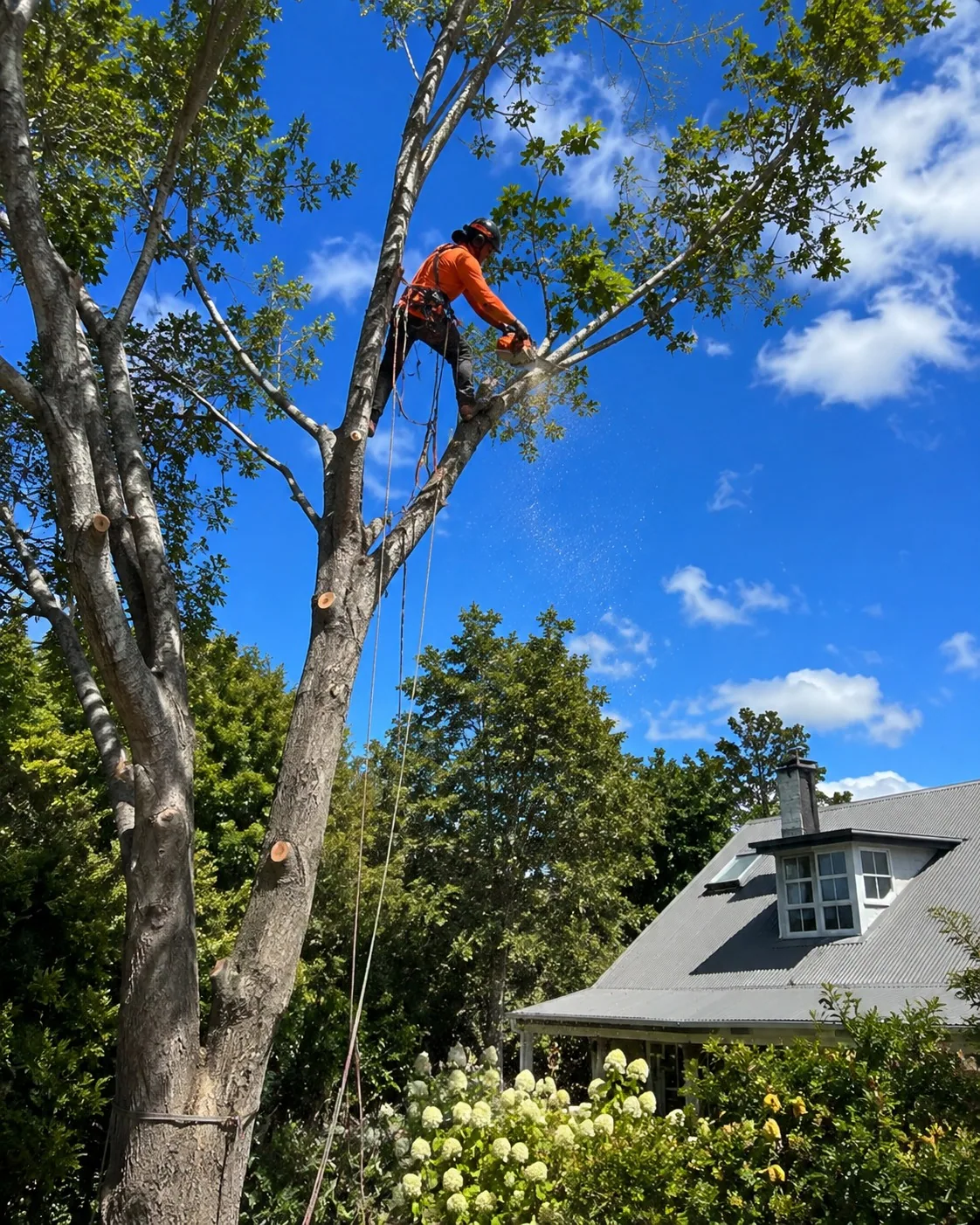 Tree Pruning in Rotorua, New Zealand