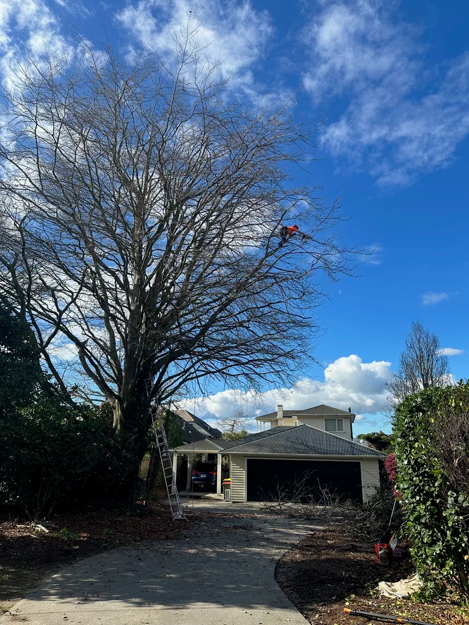 Tree removal in Rotorua, New Zealand