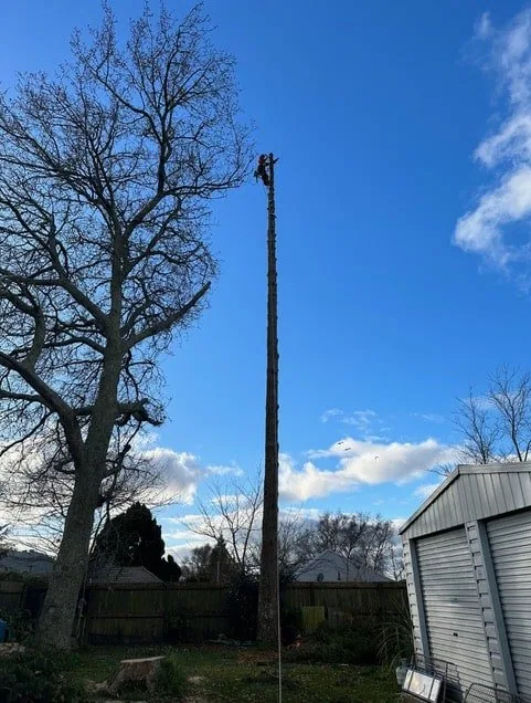 rotorua tree company