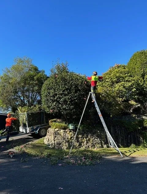 rotorua tree cutting