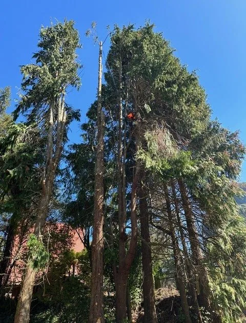 stump removal